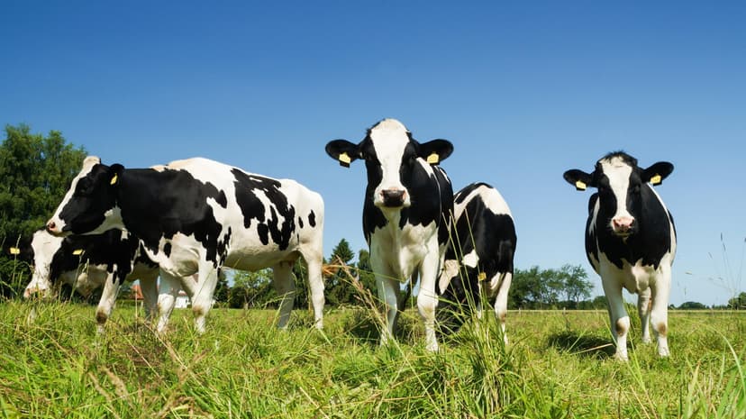 Cyprus faces foot-and-mouth disease outbreak, 13,000 animals culled