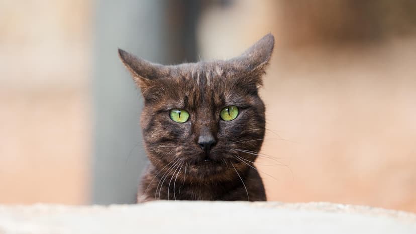 French Individuals Summoned for Fake Cat-Eating Video on Social Media