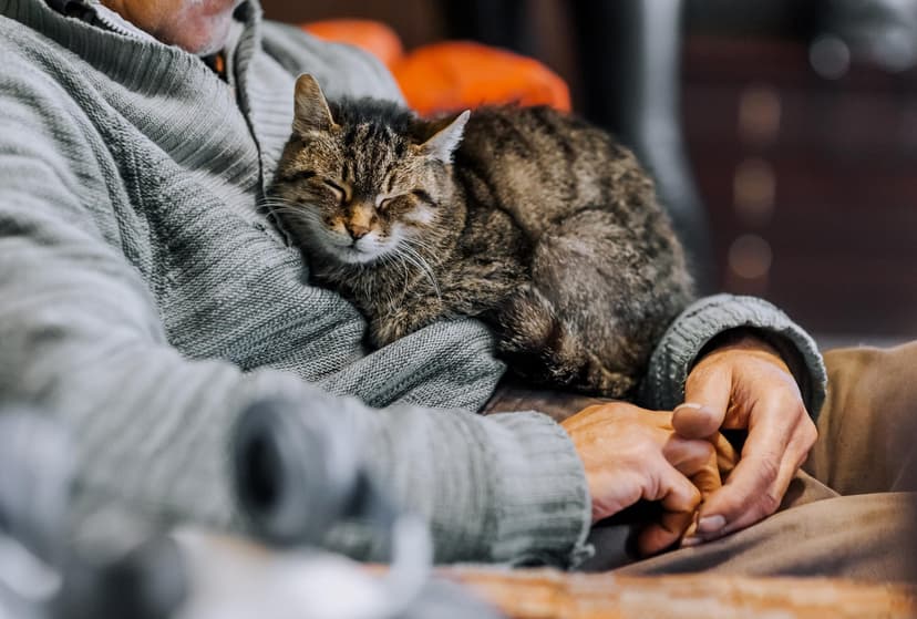 SPA Launches Petition for Stray Cat Sterilization in France