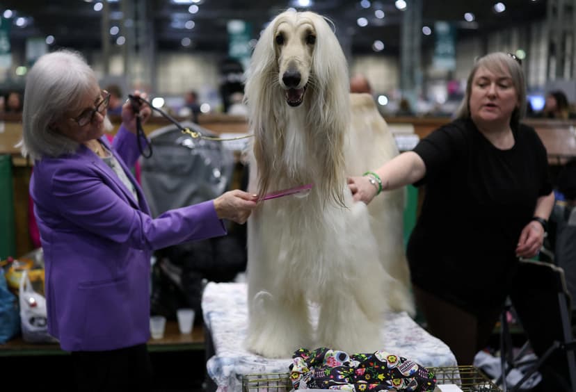 "There is something magical": at the heart of "Crufts", the world's largest dog show