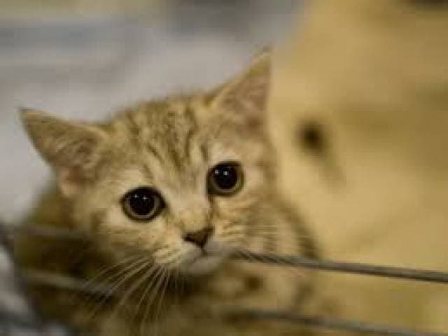 Feline Cancers Offer Insights for Human Breast Cancer Cures