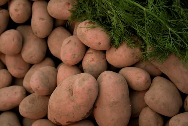China route considered for potato exports