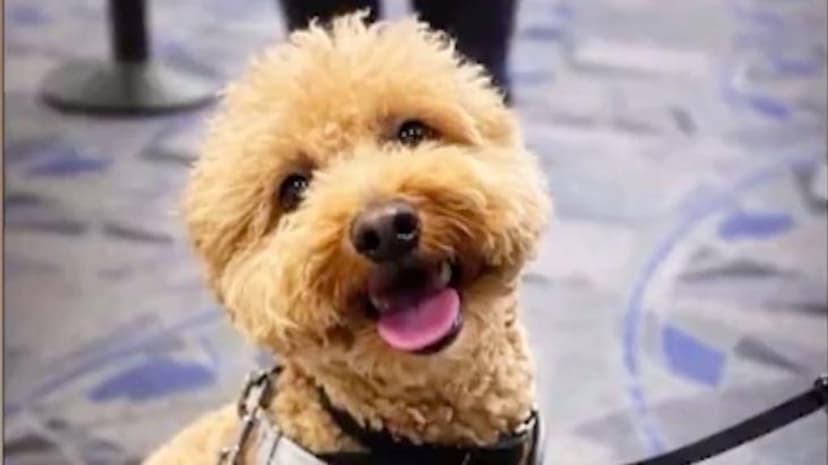 Woman Charged for Abandoning Dog at Las Vegas Airport