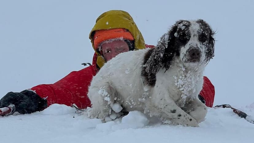 Five Dogs Rescued After Falling Through Snow Ledge on Scottish Mountain