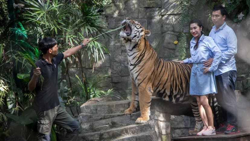 Probe underway after illness kills 72 tigers in Thai tourist park