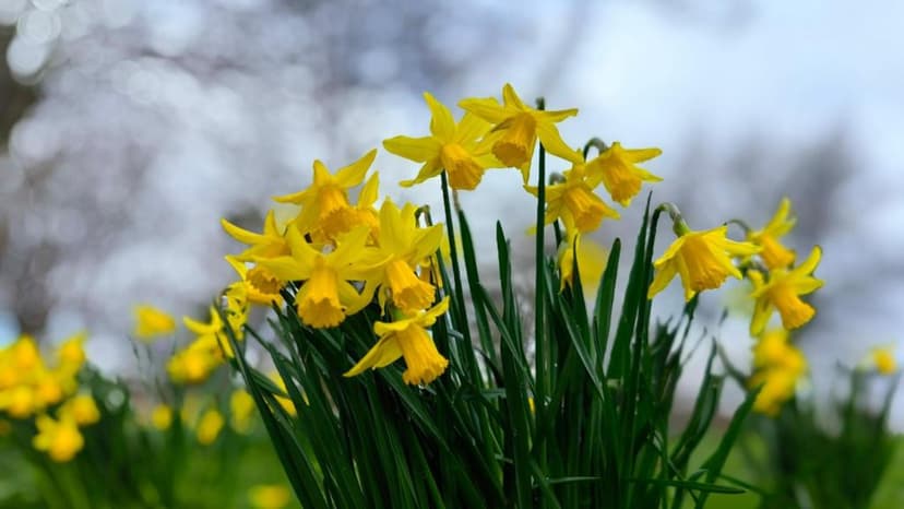 UK Temperatures to Climb as High as 14C, Breaking Wintry Weather