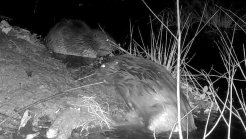 Beaver Pair Released into Wild Remain Together in Cornwall