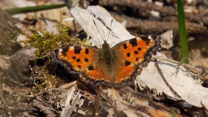 'Extinct' Large Tortoiseshell Butterfly Found Across Southern England