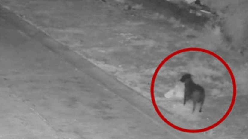 Man Accused of Training Dog to Illegally Dump Rubbish in Italy