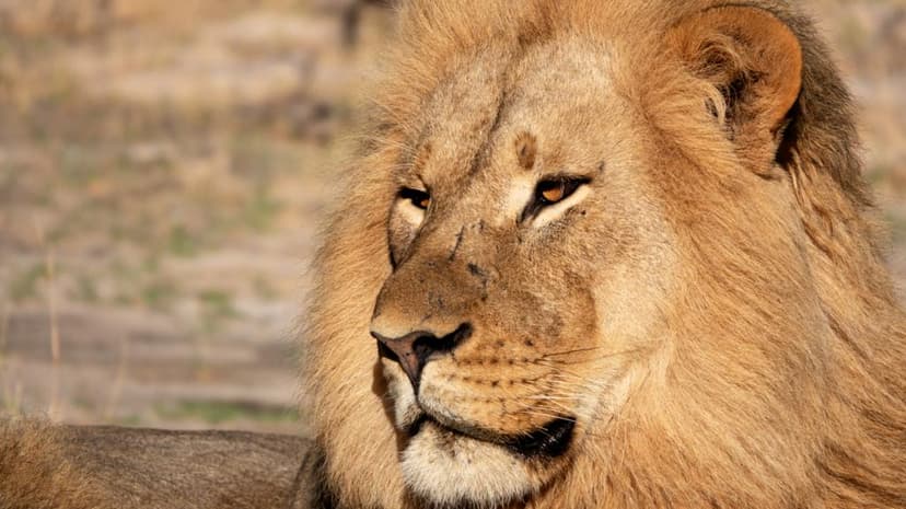 Lion DNA Database Aids in Convicting Poachers in Zimbabwe