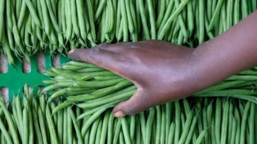 Senegal Farms Supply UK with Winter Vegetables