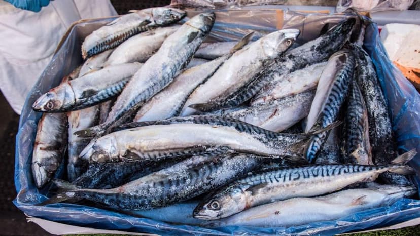 Waitrose to suspend mackerel sales due to overfishing concerns