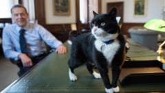 Former Foreign Office Cat Palmerston Dies