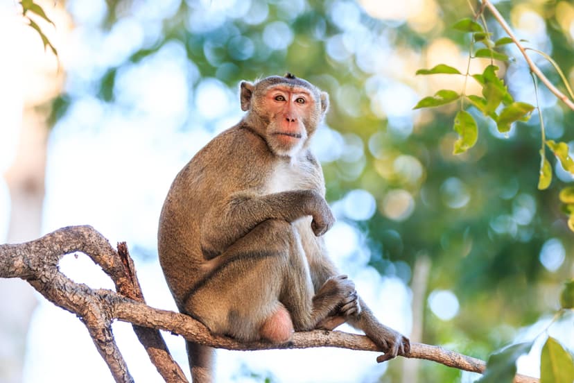 Abandoned Macaque Finds Viral Comfort in Plush Toy