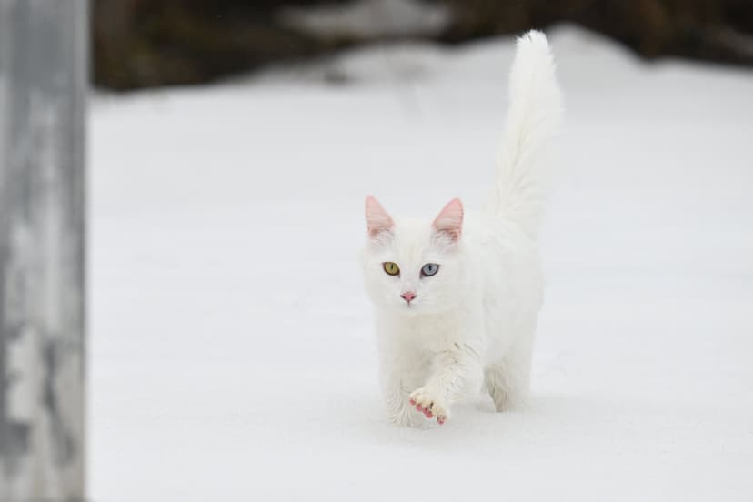 Van Cats' Distinctive Traits Protected Through Careful Breeding