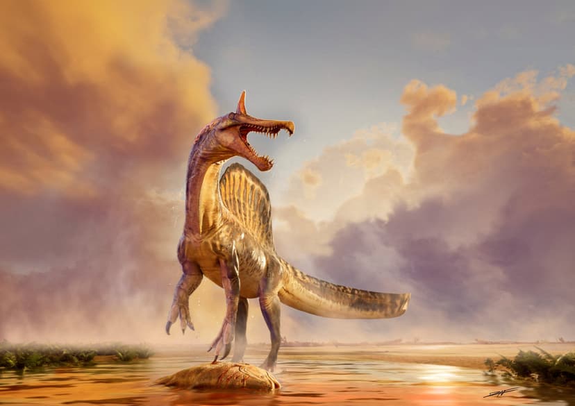 New Spinosaurus Species Discovered in Niger