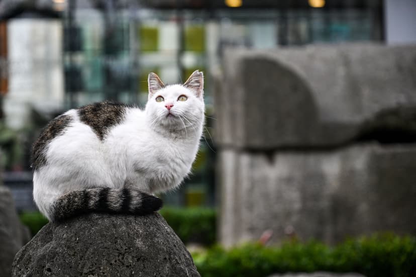 Cats May Help in Human Cancer Research