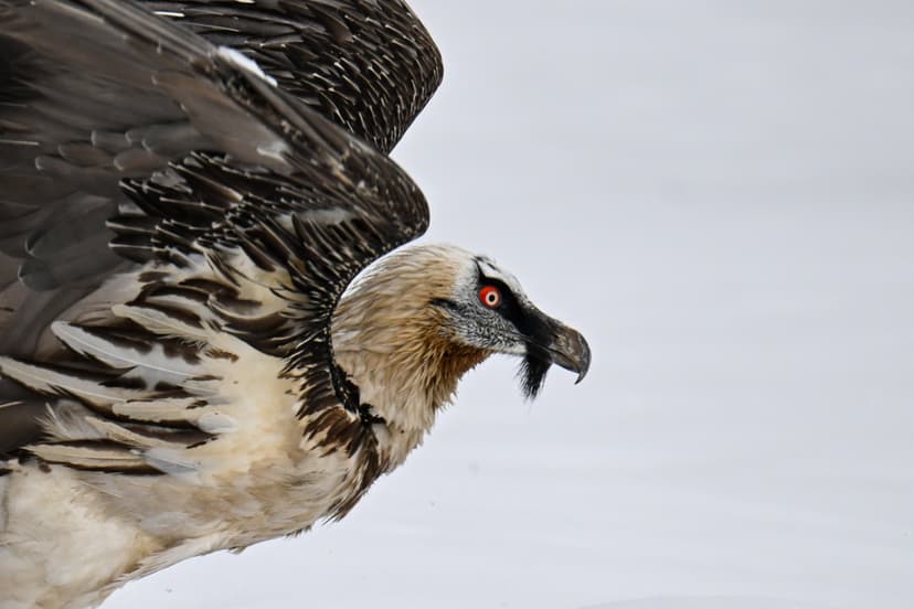 Injured Birds of Prey Rehabilitated and Released in Türkiye's Lake Van Basin