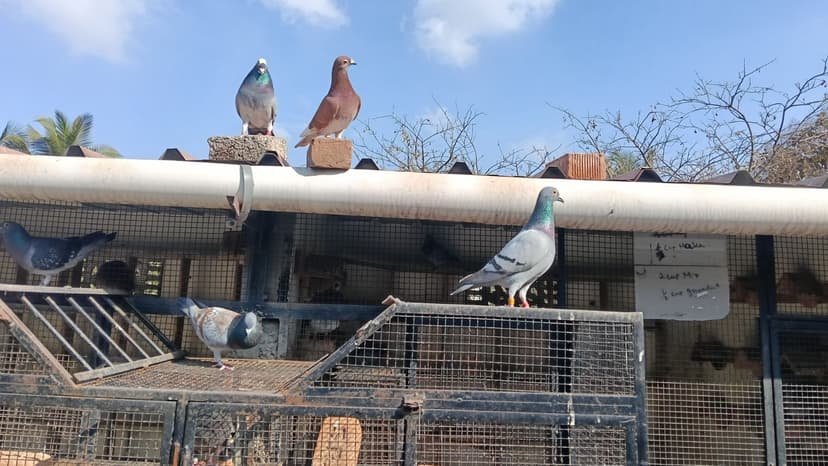 Bengaluru's Homing Pigeon Legacy Continues
