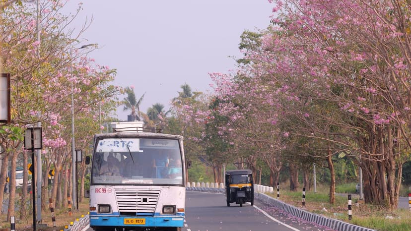 Pink Trumpet Trees Bloom in Kochi, Delight Residents