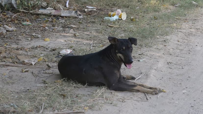 Stray dog roams with amputated human limb from AIMSS