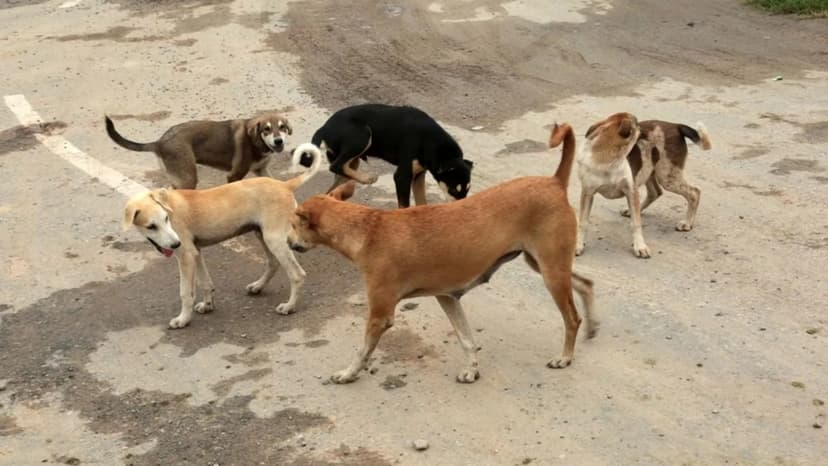 Telangana High Court Orders Inspection of NGO After Deaths of Dogs in Custody