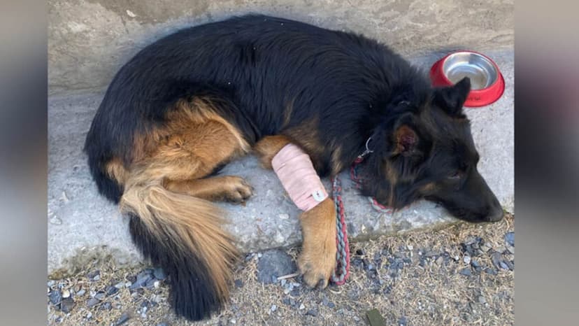 Army Sniffer Dog Injured in Kishtwar Encounter, Helps Locate Terrorists