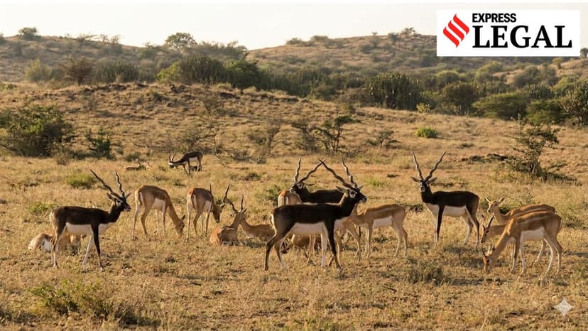 ‘Blackbucks are shy, must protect them’: NGT directs to reconsider quarry proposal near Vallanadu sanctuary in Tamil Nadu
