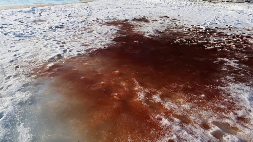 Red Algae Blooms Color Ice and Water in Gulf of Finland