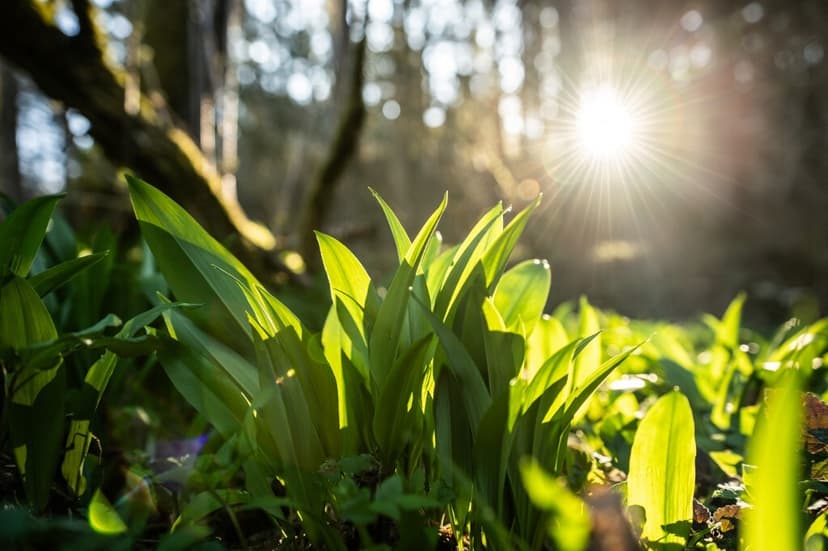 7 tipp a HVG-től: mindent a medvehagymáról, a tavasz hírnökéről