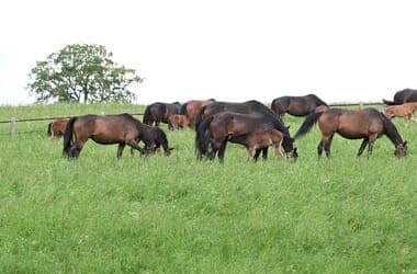 Hungarian Agriculture Minister Faces Court Over Animal Seizure Case