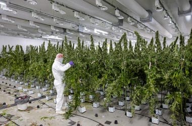 Record Marijuana Seizure in North Macedonia Amid Serbian Drug Scandal