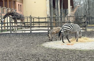 Zebracsikó született a Szegedi Vadasparkban, nevet keresnek neki – videó