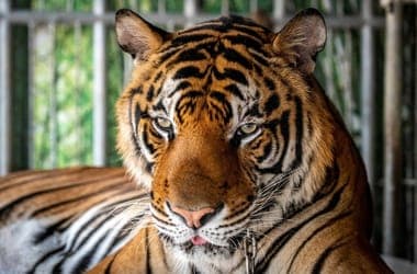 "By the time we realized they were sick, it was too late" – 72 tigers died due to infection in a Thai wildlife park