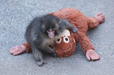 Sebestyén Balázst nem hatotta meg Punch, kitaszított kismajom története