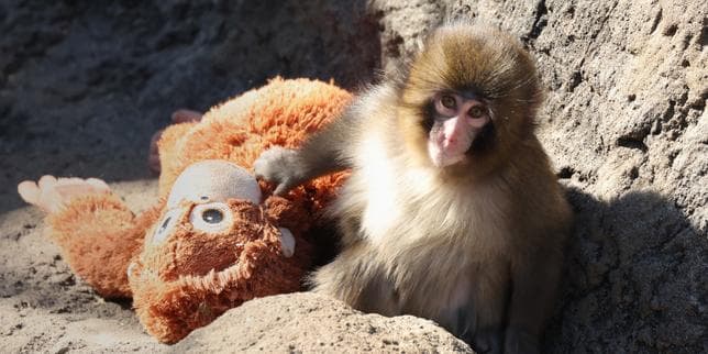 Could Punch, the macaque internet sensation, make us a little more human?