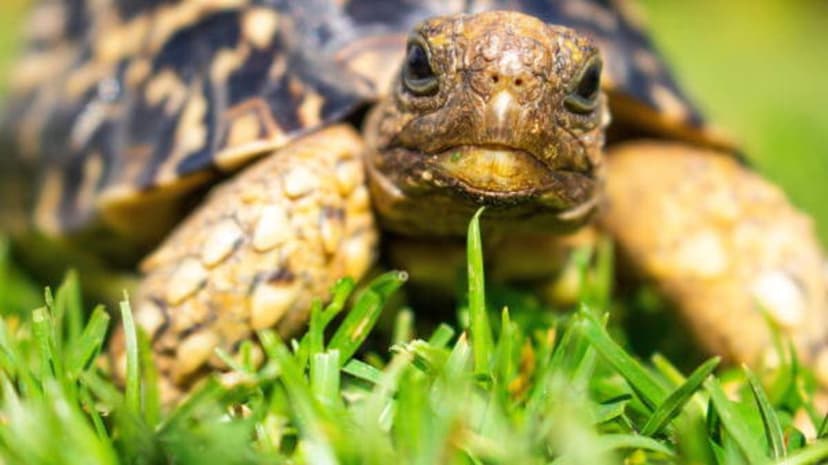 Responsible Pet Ownership: Caring for Turtles