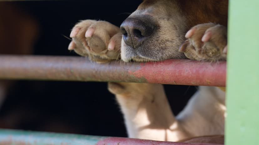 Rabies Case in Germany Prompts Warning Against Illegal Animal Imports in Luxembourg