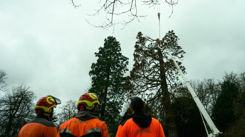Giant Sequoia Felled in City Park