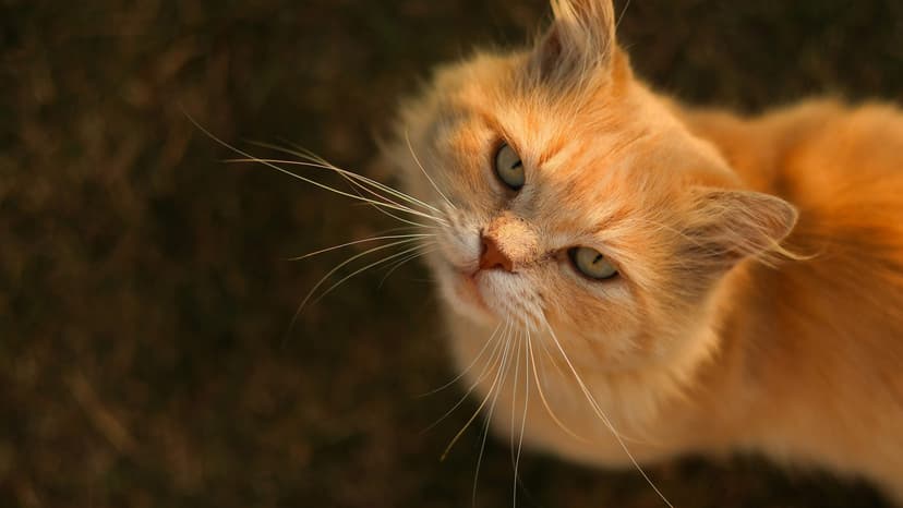 Diese vibrierenden Schnurrhaare