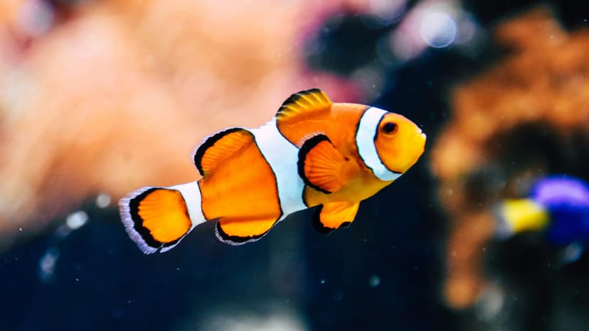 When animals become icons