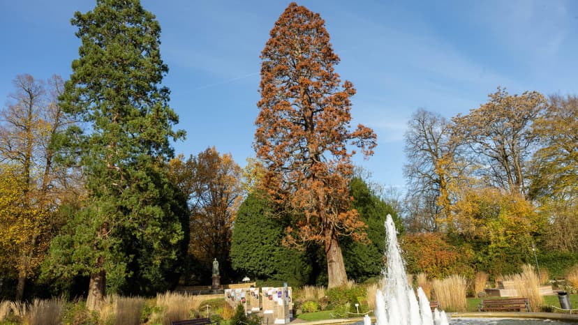 150-year-old Sequoia Tree Felled in Luxembourg City