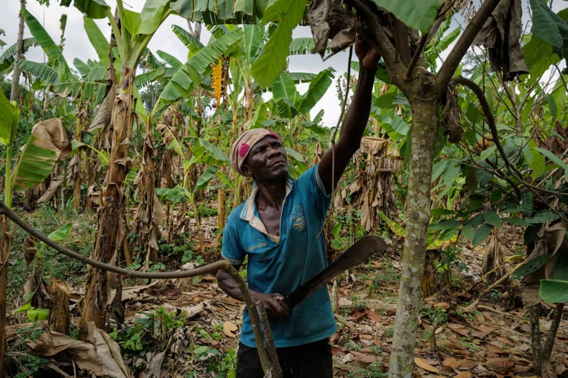 Ivory Coast to Cut Cocoa Farmer Price with Earlier Mid-Crop Start