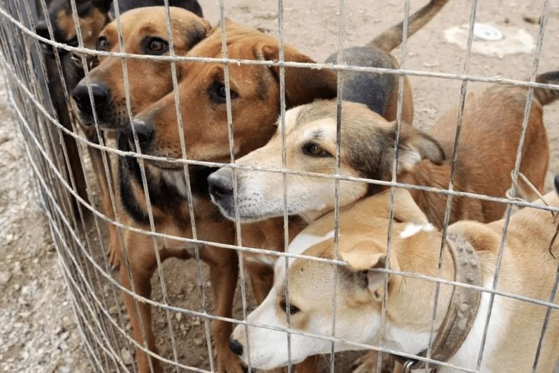 Police Investigate Alleged Mass Killing of Dogs at Paphos Shelter