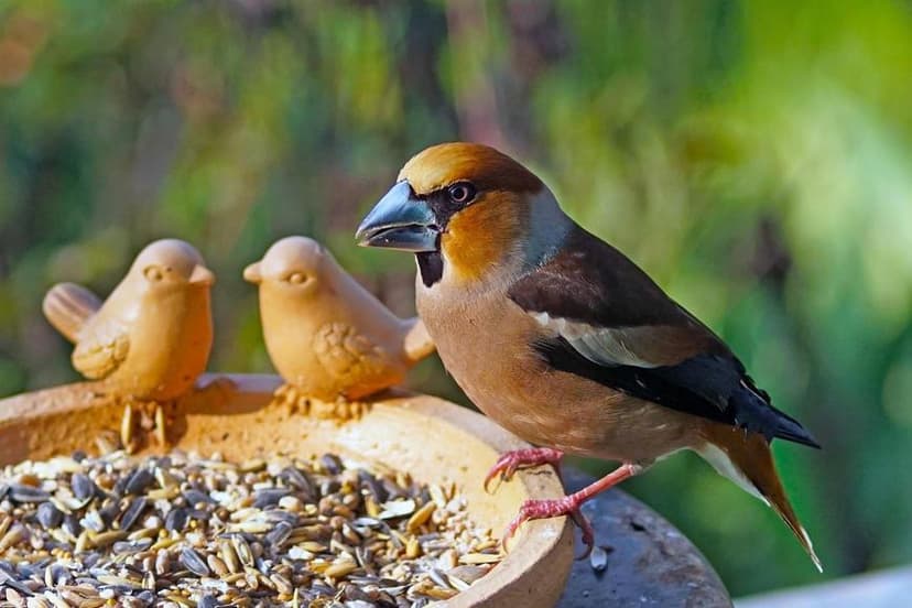 Bird Identification Quiz for Feeder Visitors