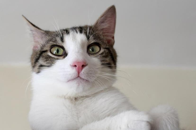 Scientists Clarify Stereotype About Cat Behavior Towards Humans