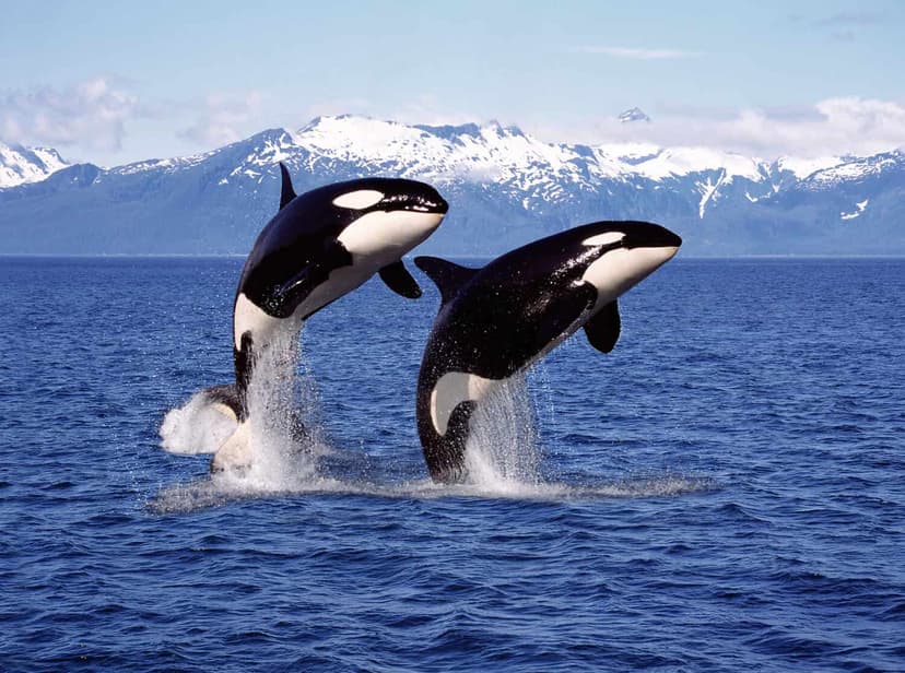 Why Orcas Don't Kill Humans