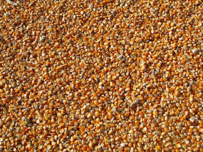 Corn Futures See Slight Gains in Wednesday Trading