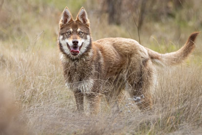 Wolfdog Crashes Olympics, Steals the Show