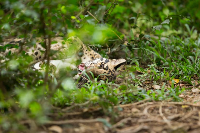 Trail Cameras Capture Rare Predator-Prey Interaction in National Park